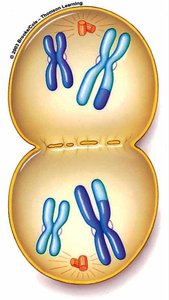 Telophase I
