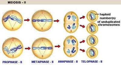 Stages of Meiosis II