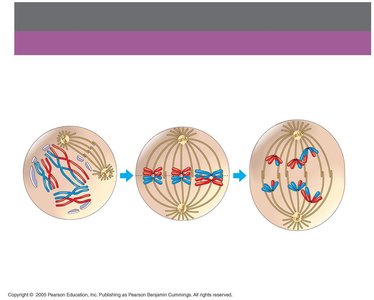 Meiosis I: Separation of homologous chromosomes