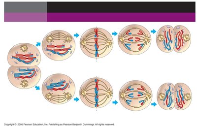 Meiosis II: Separation of sister chromatids