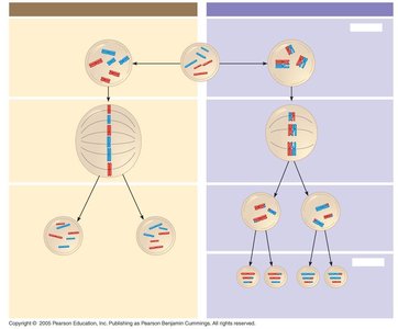 Comparison of mitosis and meiosis