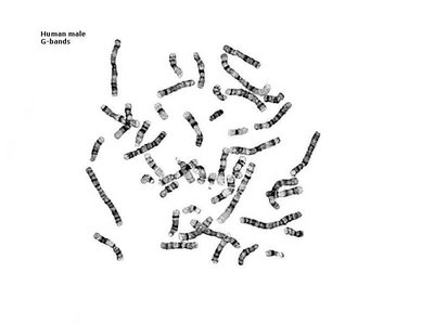 Human male chromosomes