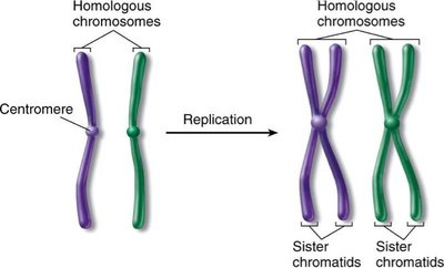 Homologous chromosomes and sister chromatids