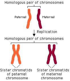Homologous pair and sister chromatids