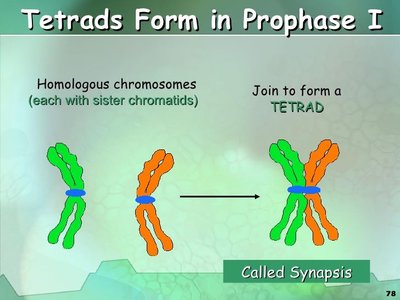 Tetrads form in Prophase I