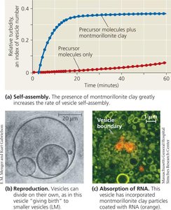 Graph and micrographs showing vesicle self-assembly, reproduction, and RNA absorption