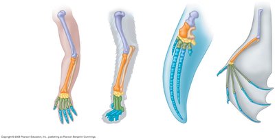 Homologous forelimb bones in different mammals