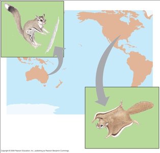 Sugar glider and flying squirrel as examples of convergent evolution