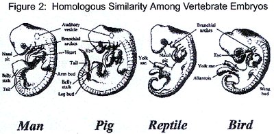 Archaeopteryx fossil as a transitional form