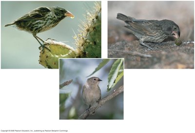 Different beak types of Galápagos finches