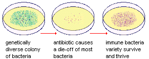 Development of antibiotic resistance in bacteria