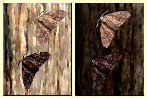 Light and dark peppered moths on tree bark