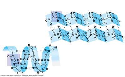 Alpha-helix and beta-pleated sheet structures in proteins