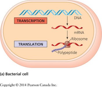 Transcription and translation in a bacterial cell