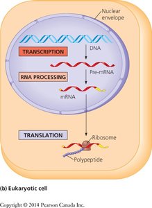 Transcription, RNA processing, and translation in a eukaryotic cell