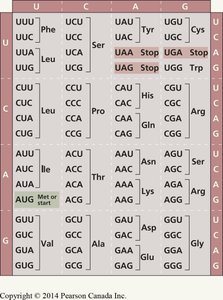 The genetic code table showing codons and corresponding amino acids