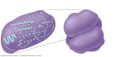 Tertiary structure of a protein showing folding and interactions
