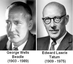 Beadle and Tatum, Nobel Prize winners for one gene-one enzyme hypothesis