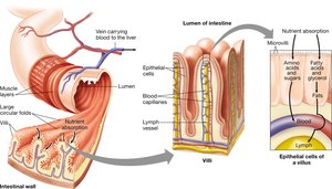 Structure of intestinal villi and nutrient absorption
