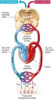 Gas exchange in alveoli and capillaries