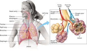 Human respiratory system and alveolar gas exchange