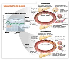 Regulation of blood glucose by insulin and glucagon