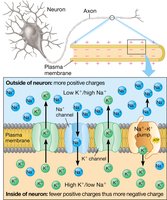 Neuron structure and ion distribution