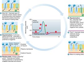 Action potential cycle in neurons