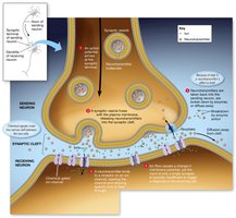 Synaptic transmission and neurotransmitter release