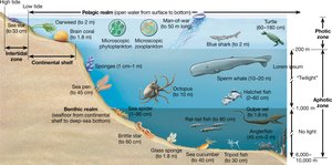 Aquatic biomes and zones