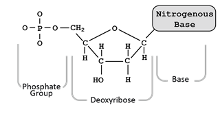 Structure of DNA nucleotide