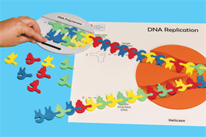 Diagram of how kit works: DNA replication