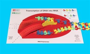 Diagram of how kit works: Transcription initiation