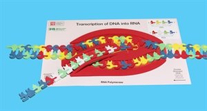 Diagram of how kit works: RNA elongation
