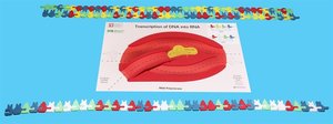 Diagram of how kit works: RNA release and DNA renaturation