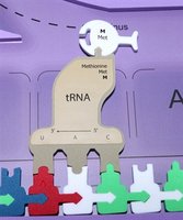 Up close of tRNA binding