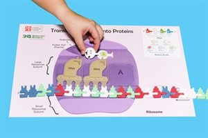 Diagram of protein building: elongation