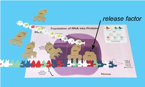 The genetic code & codon table