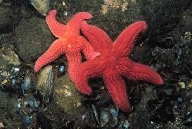 Starfish as an example of an echinoderm with an endoskeleton