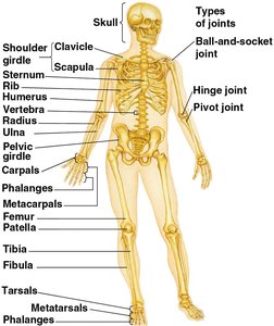 Diagram of the human skeleton with labeled bones and joint types