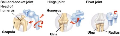 Types of joints: ball-and-socket, hinge, and pivot