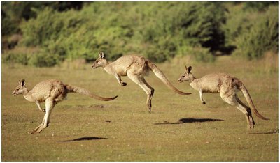 Kangaroos hopping as an example of terrestrial locomotion
