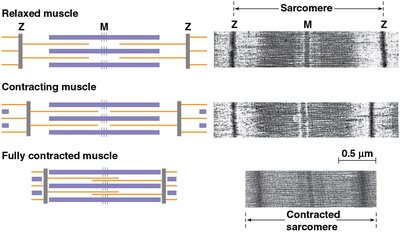 Diagram showing relaxed, contracting, and fully contracted sarcomeres