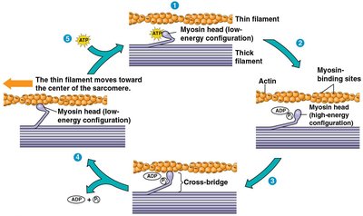 Cycle of muscle contraction at the molecular level, showing actin, myosin, and ATP involvement