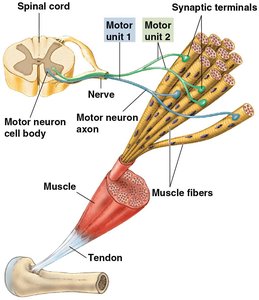 Diagram of a motor unit showing motor neuron, muscle fibers, and synaptic terminals