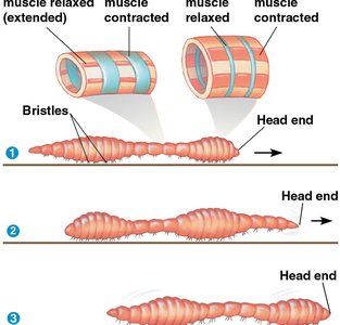 Diagram of peristalsis in an annelid, showing hydrostatic skeleton function