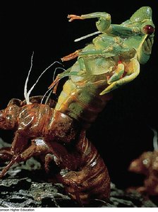 Arthropod molting its exoskeleton