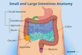 Small and large intestines anatomy