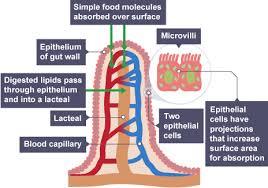 Structure of a villus showing capillaries and lacteal