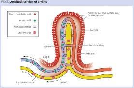 Longitudinal section through a villus